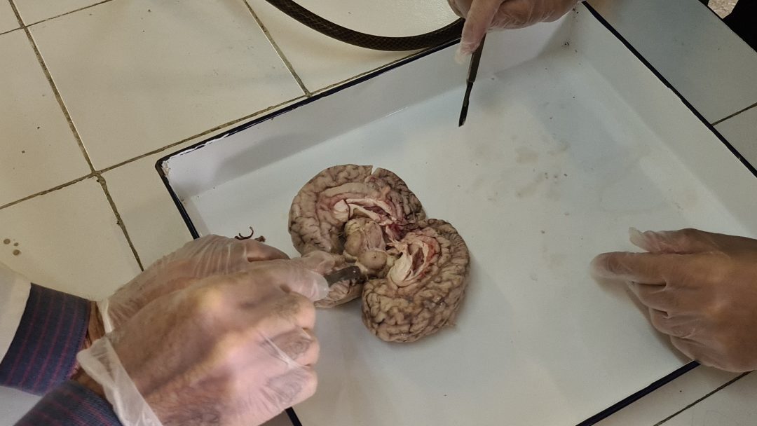 آزمایشگاه زیست مبحث تشریح مغز پایه یازدهم رشته تجربی